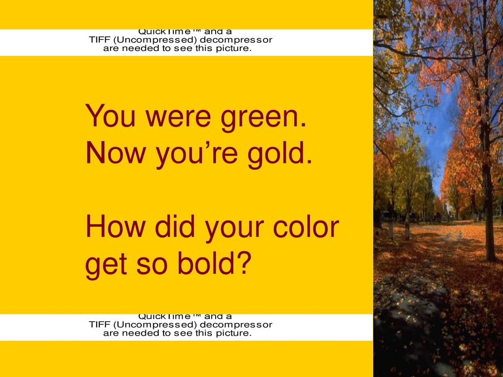 You were green. Now you’re gold. How did your color get so bold You were green. Now you’re gold. How did your color get so bold